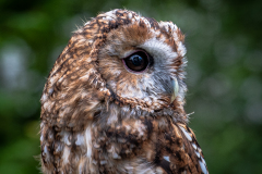 Tawny Owl