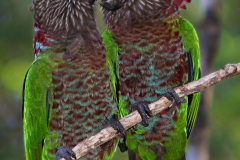 Hawk Headed Parrot