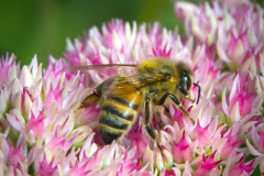 BeeWorkingOnFreshFlower