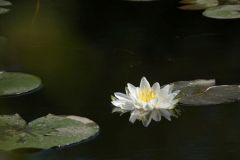 water lily reflecting
