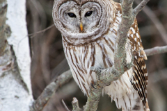Barred Owl