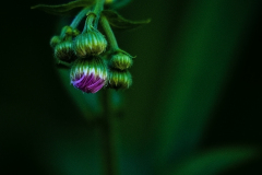 Aster Bud