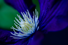 Clematis