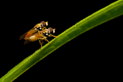 Hover Flies Mating