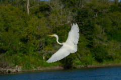 Great Egret taking flight