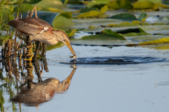 Least Bittern catching his morning breakfast