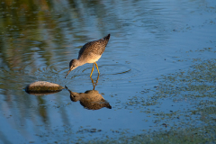 Lesser Yellowlegs checking his reflection