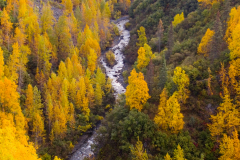Fall Colours in Alaska