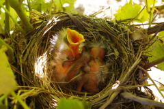 Robin Hatchlings Seeking Food