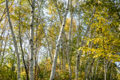 Lynde Shores