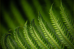 Verdant