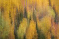 Algonquin Colours