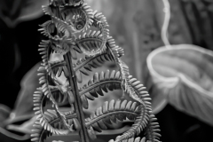 Fern Unfurled