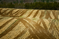 Field of Patterns