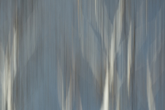 Birch Trees in Spring