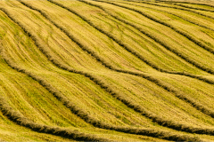 Hayfield