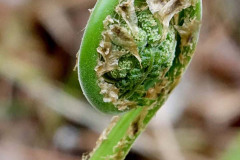 Fiddlehead