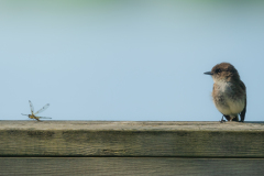 Eastern Phoebe