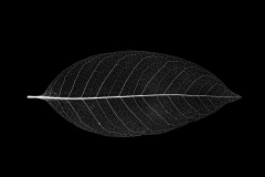Nature's Lines and Curves