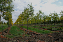 Tree Lines