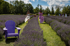 Line Dancing in Lavender