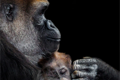 Gorilla and Infant