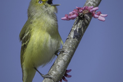 White Eyed Vireo