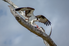 Osprey Having Lunch