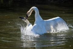 Swans