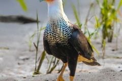 Northern Hooded Caracara