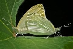 Cabbage Whites Mating