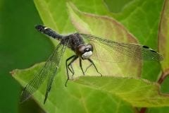 Dot-tailed Whiteface