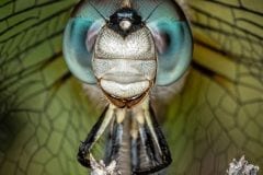 Black Tailed Skimmer Dragonfly