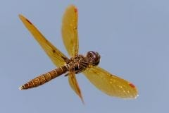 Eastern Amberwing Dragonfly