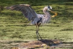 Great Blue Heron