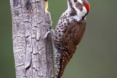 Arizona Woodpecker
