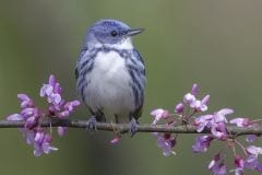 Cerulean Warbler