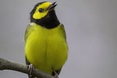 Hooded Warbler