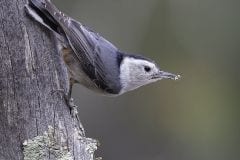 White Breasted Nuthatch