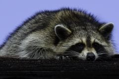 Raccoon