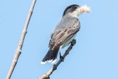 kingbird