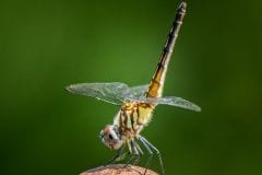 Female Blue Dasher