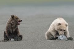 Grizzly 1st year cubs