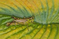 Two stripped on fall foliage