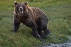 Female Alaskan Grizzly Bear