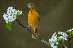 Female Northern Oriole