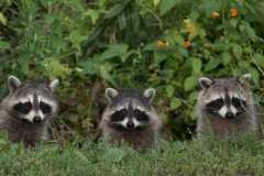 Racoon Babies