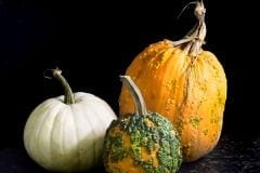 Pumpkin Varieties