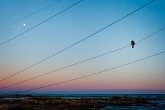 Sharon on a Wire