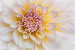 Pastel Petals